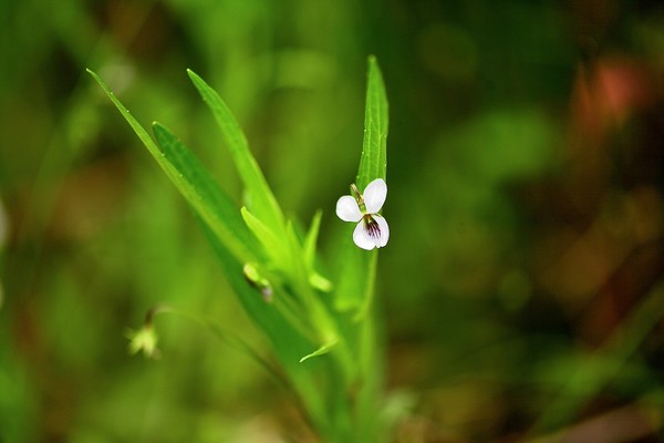 1cm 안팎의 꽃은 앞은 흰색, 뒤는 보라색을 띤다.@사진 김인철