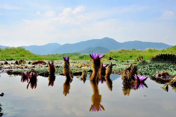 경남 양산의 황산생태공원에서 2018년 9월 만난 가시연꽃. 30도를 웃도는 폭염이 이어지면서 5년 만에 다시 꽃을 피울 것이란 기대감이 커지고 있다. @사진 김인철