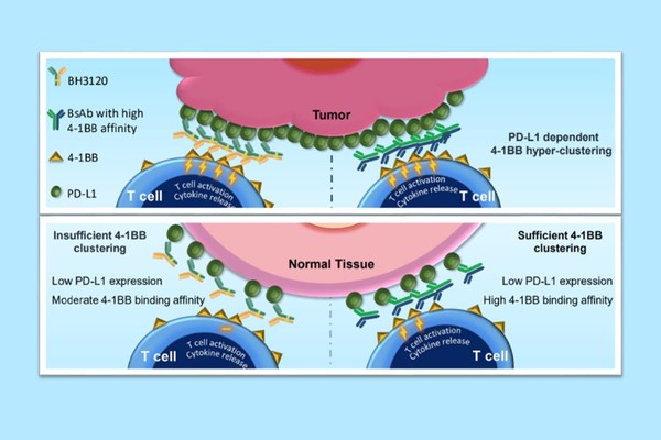 북경한미약품이 미국암연구학회(AACR 2023)에서 발표한 BH3120의 작용 기전. 종양(Tumor)에서는 ‘BH3120(왼쪽 Y자 물질)’과 ‘4-1BB 결합력이 높은 이중항체(오른쪽 Y자 물질)’ 모두 강력한 항암효과를 유도하지만, 일반 조직(Nomal Tissue)에서는 BH3120이 4-1BB 결합력이 높은 이중항체와 달리 불필요한 면역활성화를 최소화해 보다 안전성을 지닌다는 내용.(사진=한미)