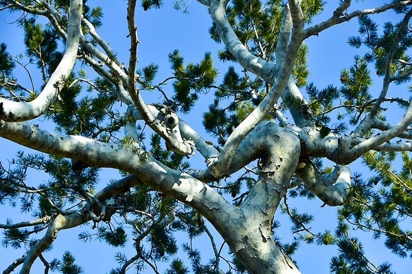 마치 용틀임하듯 뒤얽힌 백송의 나뭇가지. 천연기념물 제8호 재동 백송